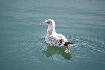 reflet de l'oiseau .