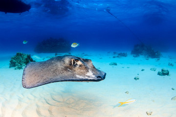 South Stingray gliding over a sandy sea bed