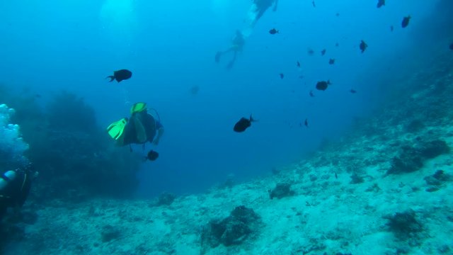 A group of scuba divers sails alongside a beautiful coral reef, Indian Ocean, Maldives
