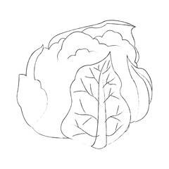 cauliflower vegetable icon image vector illustration design   simple sketch line