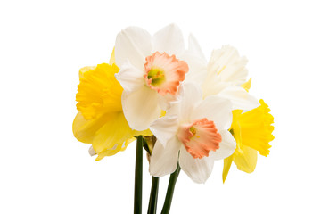Daffodil flower isolated