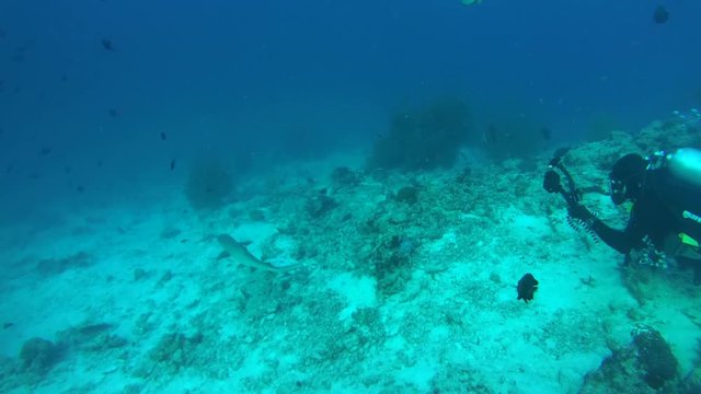 underwater cameraman shooting Whitetip reef shark (Triaenodon obesus) over coral reef in blue water, Indian Ocean, Maldives
