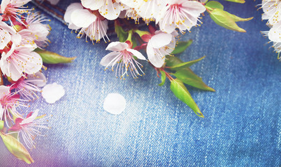 Obraz na płótnie Canvas Background with spring blossom flowers.Jeans background with flowers
