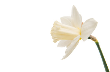 Daffodil flower isolated