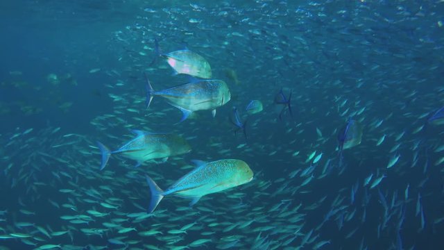 einige Blauflossenmakrelen schwimmen im Meer durch einen Fischschwarm