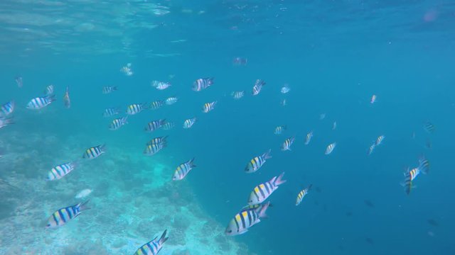 ein Schwarm Fische (Indopazifik Sergeant) schwimmt über einem Korallenriff auf den Malediven