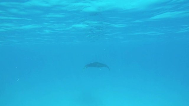 ein gro&szlig;er Mantarochen schwimmt im Ozean