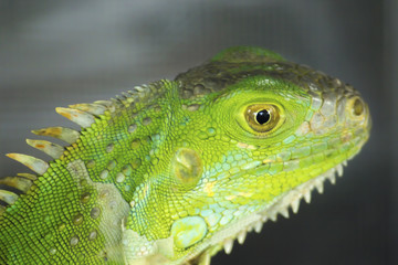 Green Iguana