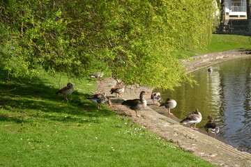 geese and ducks by the water 