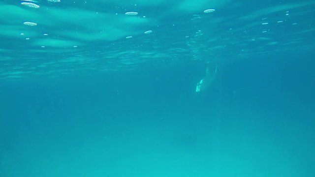 ein gro&szlig;er Mantarochen schwimmt im Ozean