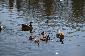 ducks and ducklings river 