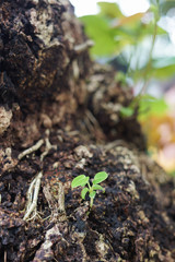 Small green trees growing from dirty cracking area ground. Life renewal new generation born reborn...