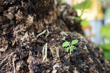 Small green trees growing from dirty cracking area ground. Life renewal new generation born reborn and recovery concept as a green leaf. 