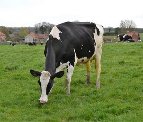Fototapeta premium dairy cow field 
