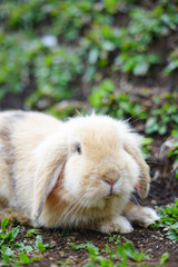 Funny brown small rabbit on the green grass in summer day.