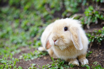 Funny brown small rabbit on the green grass in summer day.