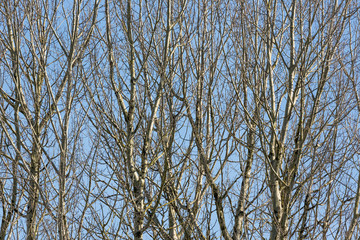 Background of bare trees against a blue sky in early spring