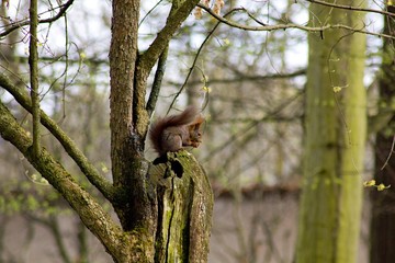 Squirrel snack on a tree