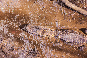 Aligator