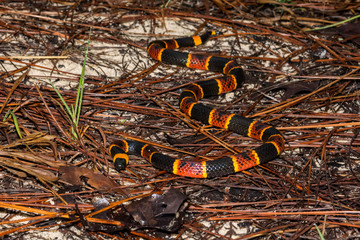 Naklejka premium Eastern Coral Snake