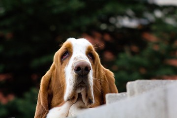 Sad dog Basset