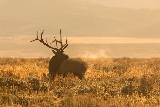 Fototapeta Bull Elk Bugling at Sunrise