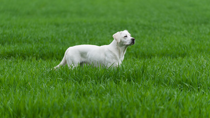 Weißer labrador retriever hund welpe steht auf einer grünen wiese