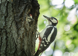 woodpecker