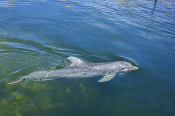 Dolphin
