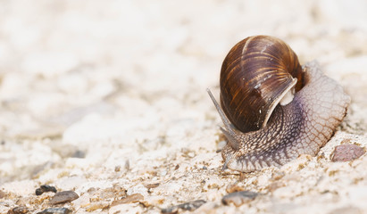 snail