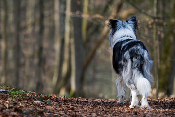 Hund im Wald