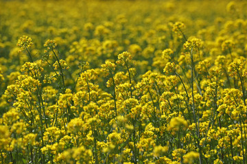 Obraz premium Yellow rape field in full bloom
