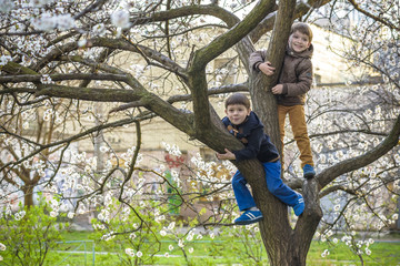 Two boys brothers kids hanging from a blossom spring tree and having fun in the nature