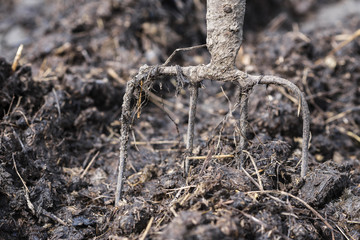 Old steel pitchforks in a pile of manure, fertilize fields