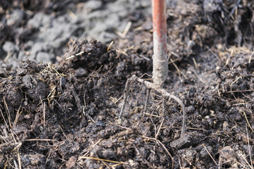 Old steel pitchforks in a pile of manure, fertilize fields