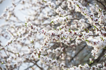 Blossom brunches of peach and apricot trees on the blue sky background. sunny spring day.