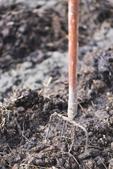 Old steel pitchforks in a pile of manure, fertilize fields