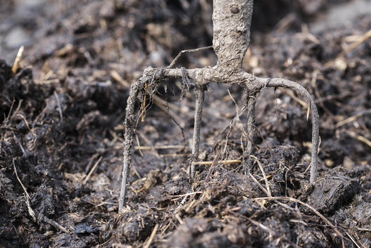 Old steel pitchforks in a pile of manure, fertilize fields