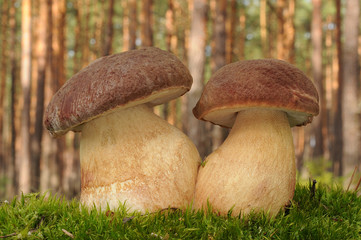 Boletus pinophilus (commonly known as the pine bolete or pinewood king bolete)