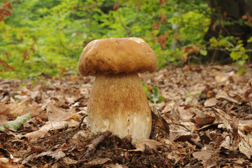 Boletus reticulatus (formerly known as Boletus aestivalis, commonly known as the summer cep)