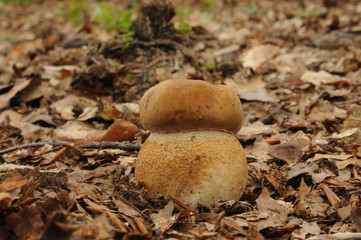 Boletus reticulatus (formerly known as Boletus aestivalis, commonly known as the summer cep)