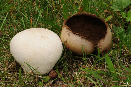 Handkea utriformis, synonymous with Lycoperdon utriforme, Lycoperdon caelatum or Calvatia utriformis, commonly known as the mosaic puffball