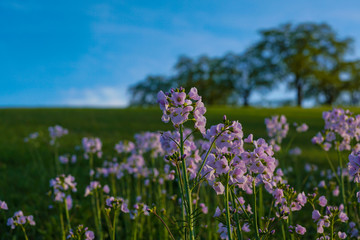 Fototapeta premium Flower bed