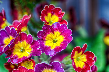 Obraz na płótnie Canvas Violet flowers closeup. Violet flowers for sale on a city market.
