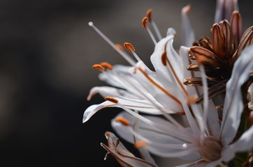 Blume auf Teneriffa