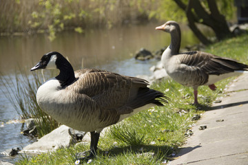 Gänse Profil © Mark