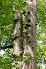 Parasitic fungus on the trunk Arber
