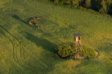 Hunter hide in field
