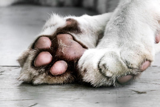 Paws of a white tiger