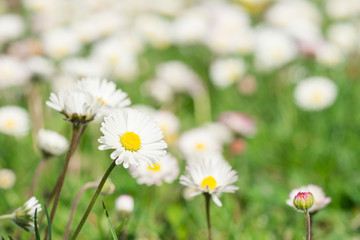Wiese voller Sonnenbl&uuml;mchen